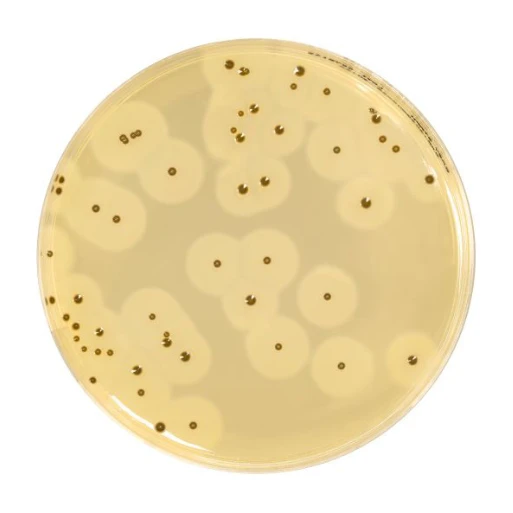 EASY Staph Agar 500 g