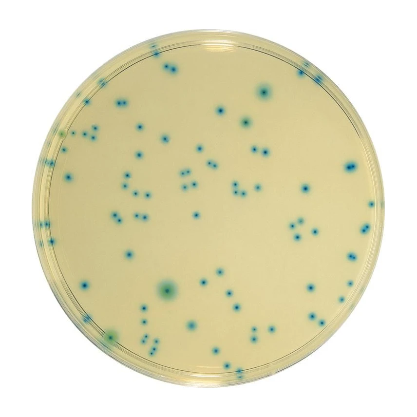 TBX Agar 10x200 ml