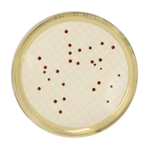 Slanetz And Bartley Agar 500 G
