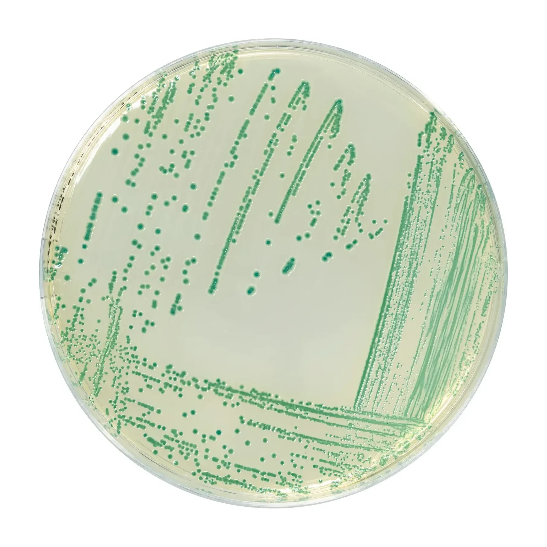 CHROMOGENIC CRONOBACTER ISOLATION AGAR 500 G