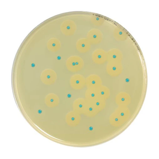 Compass Listeria Agar Base 500 G