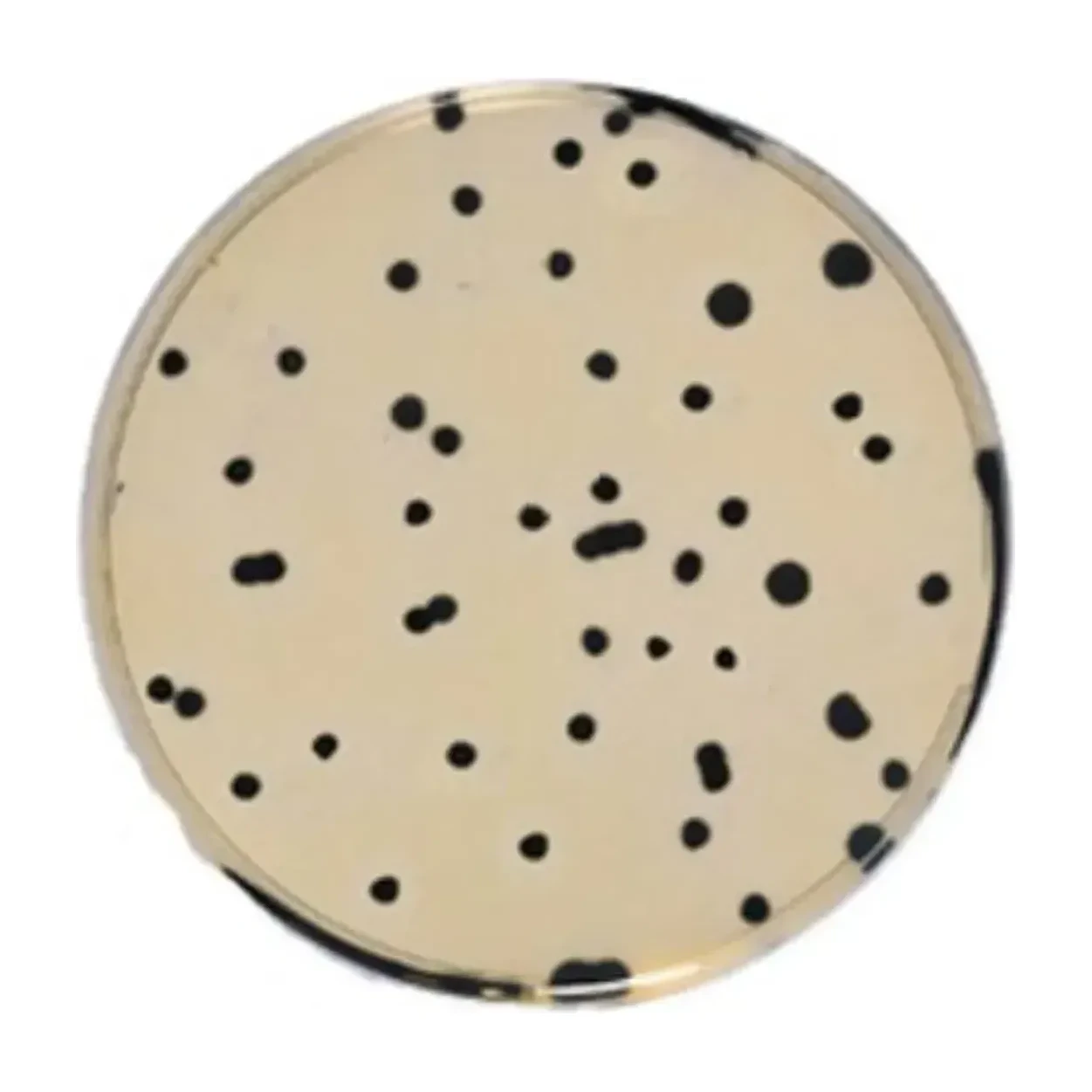 Iron-Sulfite Agar 10x200 ml
