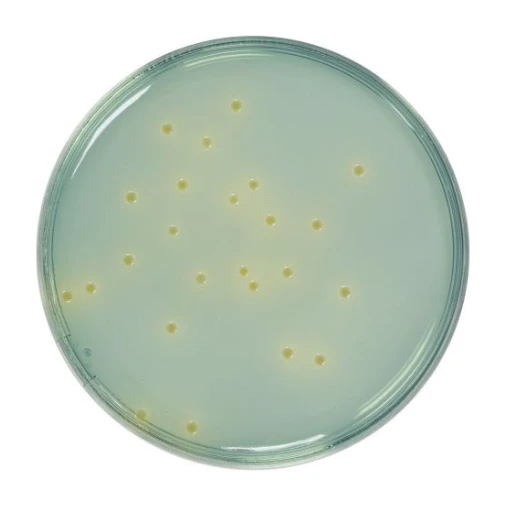 CLED Agar 500 G