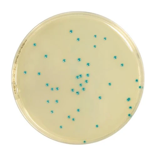 Rhapsody Agar 500 g