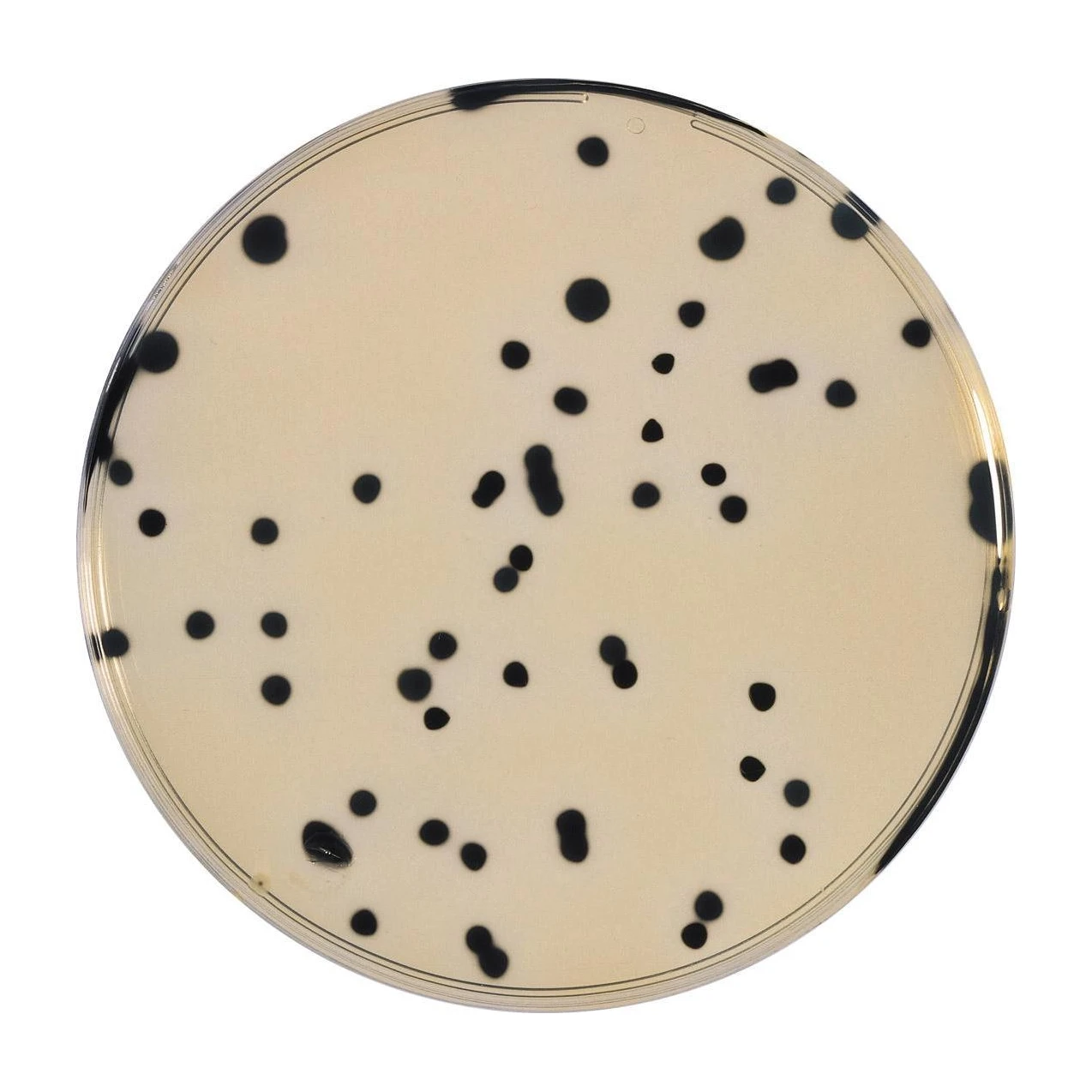 TSC Agar  50x20 ml