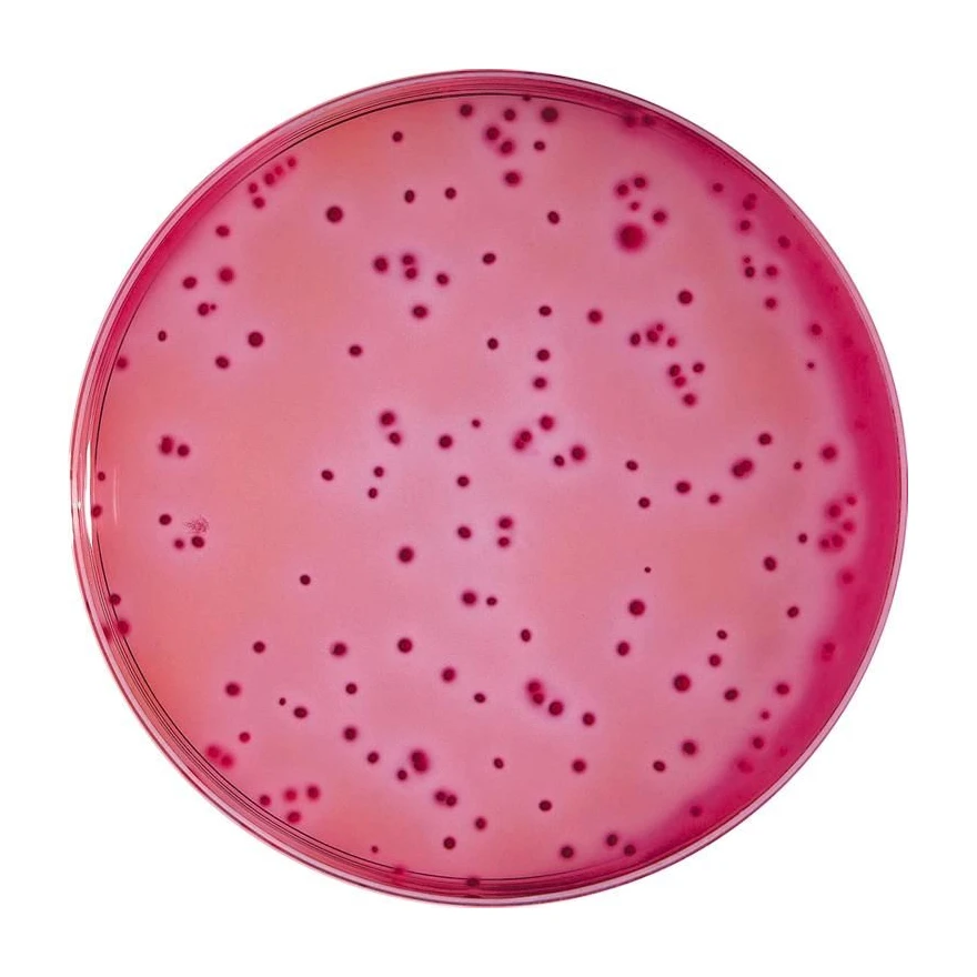 VRBL Agar 10x200 ml