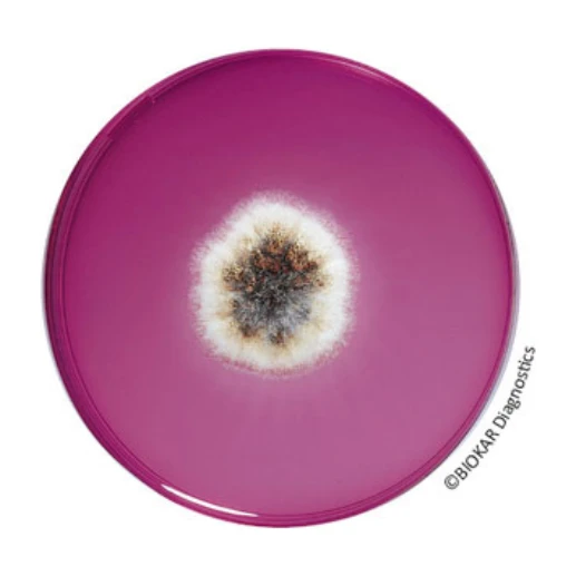 DRBC Agar 500 G