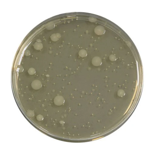 Yeast Extract Agar 500 G