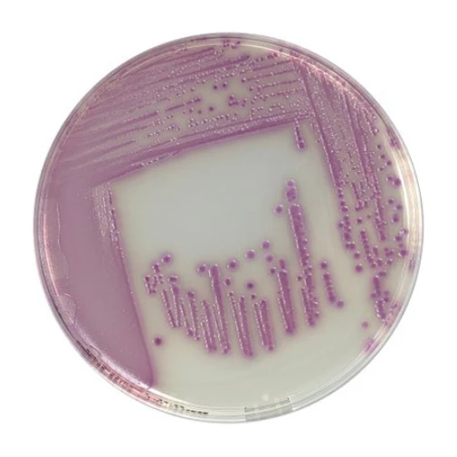 Compass Salmonella Agar 20 Placas