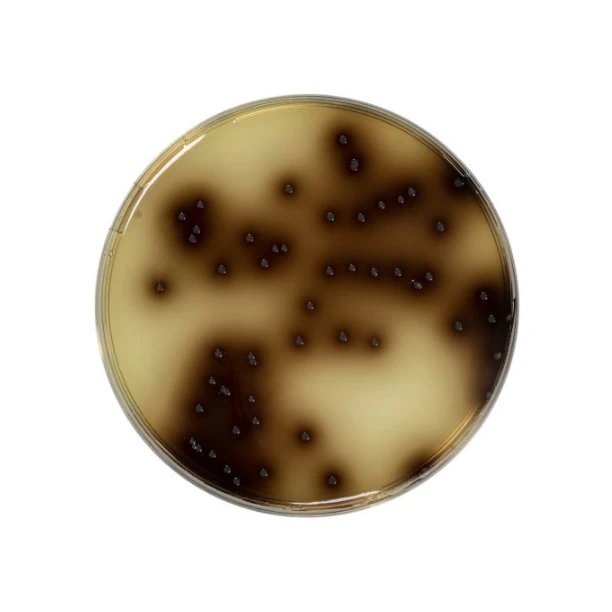 Bile Esculin Azide Agar 500 G