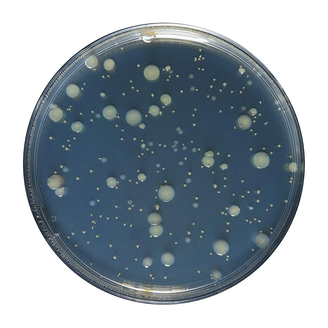 Yeast Extract Agar 10x200ml