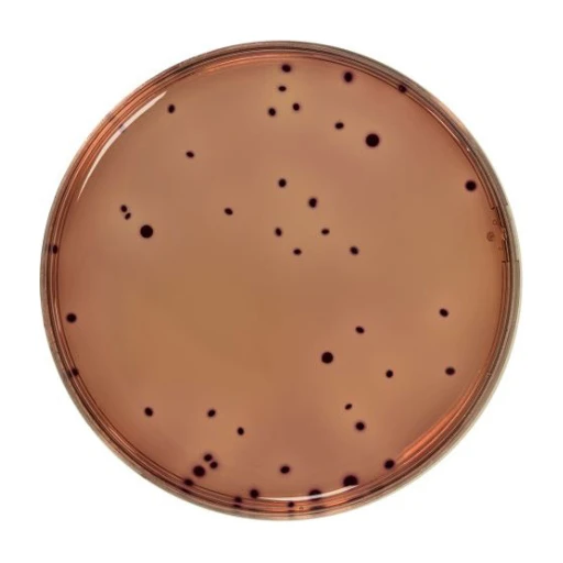 Violet Red Bile Agar VRBL 500 G