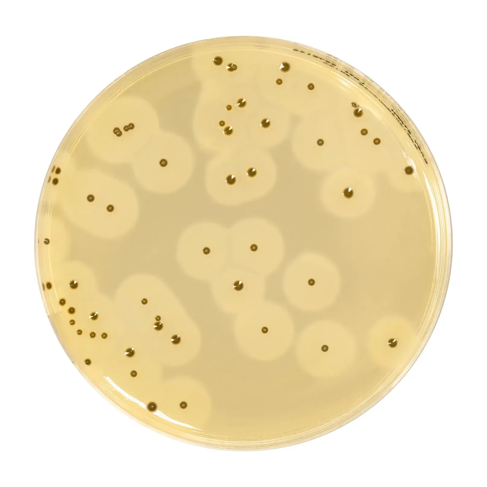 EASY STAPH Agar 6x200 ml